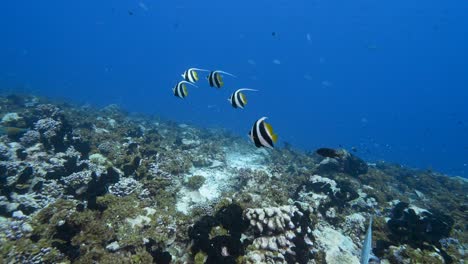 Camera-approaches-a-group-of-beautiful-bannerfish-in-clear-blue-water-on-a-tropical-coral-reef-at-the-atoll-of-Fakarava,-French-Polynesia