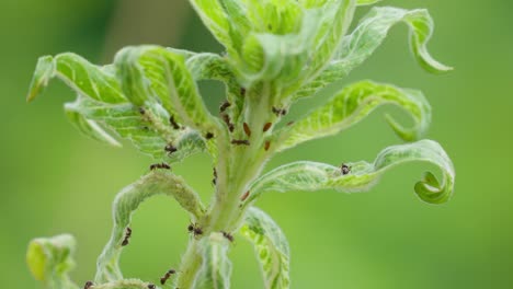Aphid-eats-the-leaves-of-a-green-plant---close-up