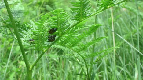 Garden-Chafer-Beetles-Have-Elected-A-Fern-Plant-As-Their-Mating-Spot