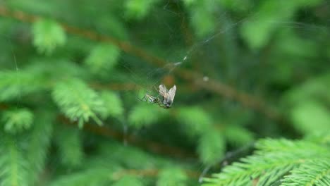 Spider-Crawling-Around-Checking-Out-Its-Entangled-Prey