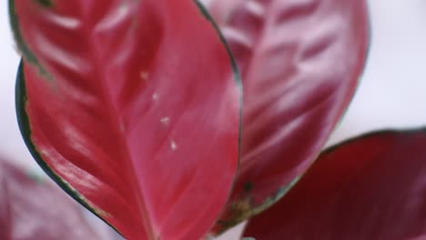 close-up-shot-of-red-aglonema-flower-planted-in-the-pot