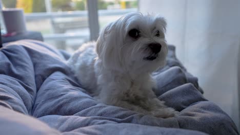 Süßer-Maltesischer-Hund,-Der-Eine-Decke-Auf-Einer-Couch-Liegend-Beobachtet