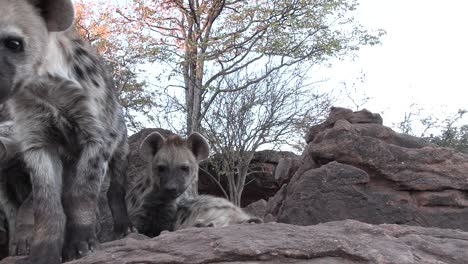 Unique-low-angle-shot-of-cute-spotted-hyena-cubs-sniffing-the-camera,-Mashatu-Botswana