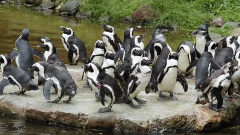 Lindos-Pingüinos-Africanos-En-Su-Hábitat-Natural-En-El-Jardín-Zoológico-En-Gdańsk,-Polonia