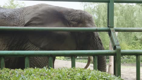 Un-Elefante-Africano-Detrás-De-Una-Cerca-De-Metal-En-El-Zoológico-De-Gdansk,-Polonia---Primer-Plano