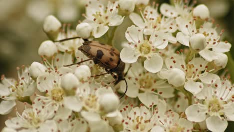 Spotted-Longhorn-Beetle-Feeds-On-White-Firethorn-Flower