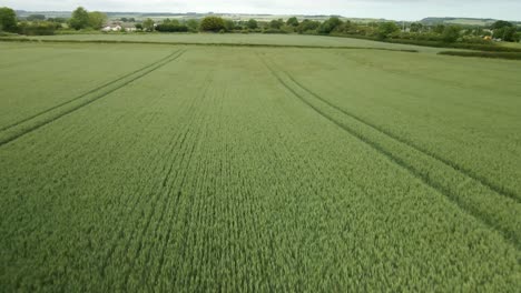 slow-aerial-over-green-wheat-crop-field-on-rural-agricultural-land