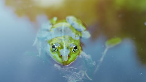 Close-up-of-green-frog-peeking-its-head-out-of-the-water-in-a-pond
