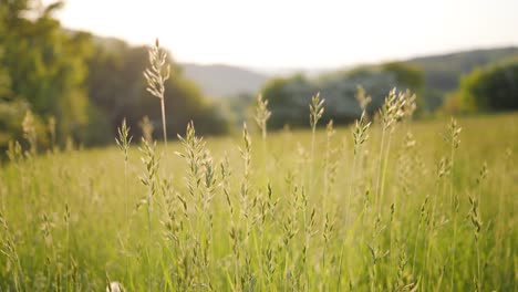 Grassy-field-slow-panning-shot-on-summer-afternoon-with-gentle-breeze-detailed-shot-with-blurred-background