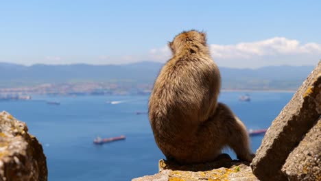 slow-motion-shot-of-a-macaque-monkey-on-the-rock-of-gibraltar-with-the-harbor-in-the-background