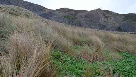Wild-grasses-blowing-in-a-gusty-wind-in-the-rugged,-remote-and-hilly-coastal-landscape-of-Wellington,-New-Zealand-Aotearoa