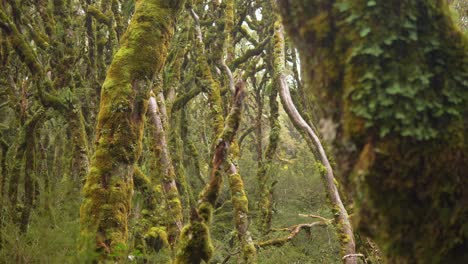 Slider,-revealing-vibrant-Fiordland-forest,-Routeburn-Track-New-Zealand
