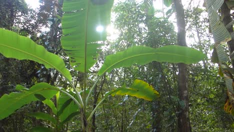 banana-tree-leaves-on-tropical-forest,-sunlight-on-background
