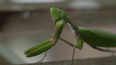 Praying-Mantis-Looking-To-The-Side---macro-shot