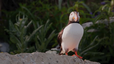 Pride-Atlantic-puffin-bird-landing-on-a-rock-in-close-up-at-sunset