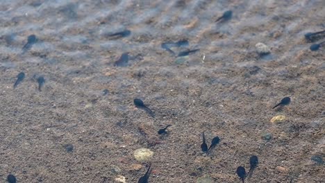 tadpoles-and-the-bottom-of-a-river