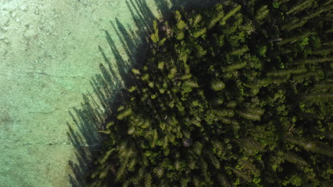 Straight-down-view-of-the-forested-coastline-of-the-Isle-of-Pines-then-revealing-the-beach,-turquoise-water-and-coral-beneath-the-surface---aerial-flyover