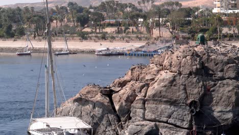 Birds-pigeons-flying-and-landing-on-a-rock-on-the-Nile-river-in-Aswan,-Egypt