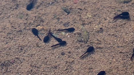 footage-of-tadpoles-and-the-bottom-of-a-river