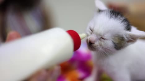 Babykatzenflasche-In-Geringer-Schärfentiefe