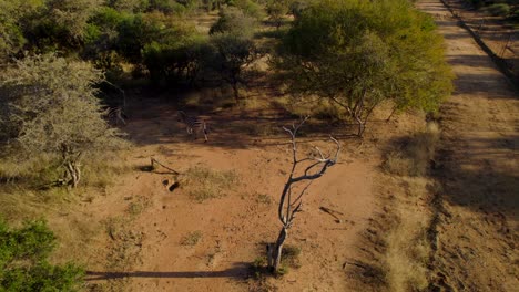 Wild-Burchell-Zebras-Walking-In-African-Conservation-Park-Bush-at-sunset,-Aerial
