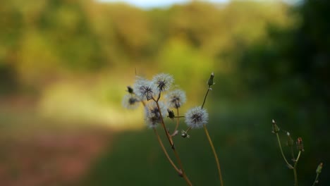 Löwenzahnblumen-Blühen-Mit-Hintergrundunschärfe-Bokeh
