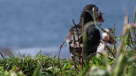 puffin-gathering-nestign-material-on-Treshnish-Islands,-Scotland
