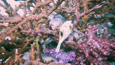 Peaceful-slow-motion-shot-of-the-famed-ghost-puffer-fish-gently-navigating-its-way-through-protective-coral-habitat-near-Lipe,-Thailand