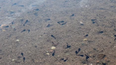 tadpoles-and-the-bottom-of-a-river
