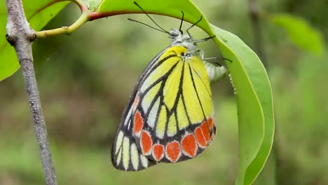 Schmetterling,-Der-Eier-Auf-Einem-Grünen-Leafl-Legt-Gelber-Roter-Schwarzer-Weißer-Schmetterling-Nahaufnahme-Natur-In-Südasien-Delias-Eucharis-Gemeinsame-Isebel