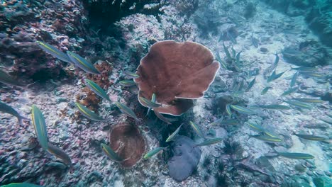 Gruppe-Kleiner-Blauer-Und-Gelber-Fische,-Die-In-Der-Nähe-Eines-Korallenriffs-In-Koh-Lipe-Thailand-Schwimmen