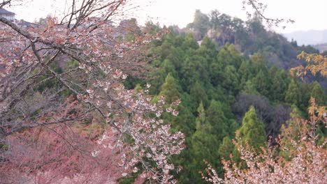 Spring-natural-Scene-in-Japan,-Mountain-background-in-Yoshino,-Nara