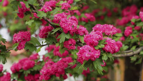 Bright-pink-blossoms-on-flowering-tree-in-spring-blowing-gently-in-breeze