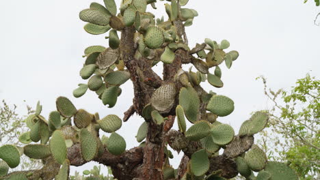 Vista-De-Opuntia-Galapageia,-Especies-Endémicas-De-Cactus-Que-Se-Encuentran-En-Galápagos
