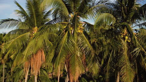 Beautiful-scene-with-coconuts-on-palm-tree