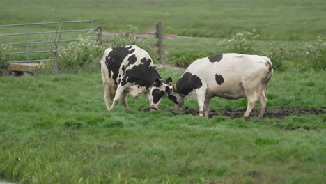Vacas-Felices-Bailando-Y-Peleando-Mientras-Disfrutan-Del-Prado-Verde-En-Primavera