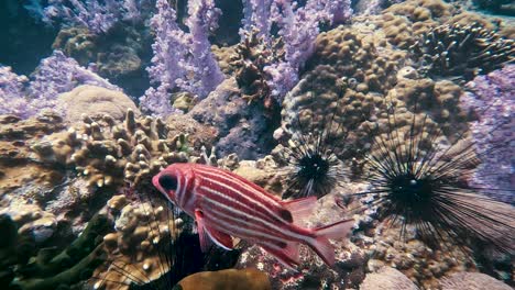 Pink-and-white-striped-fish-swims-in-slow-motion-past-sea-urchins-and-coral-reef-in-Koh-Lipe-Thailand