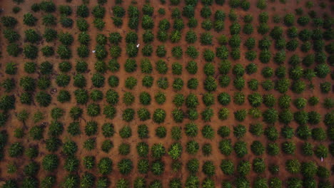 Aerial-top-down-view-of-coffee-tree-plantation-forming-a-regular-shape-pattern,-natural-organic-field-farming-production