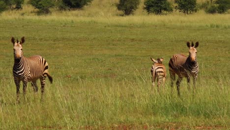 Zebra-on-the-plains-of-South-Africa