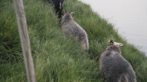 Gray-sheep-flock-walking-on-cliff-side-meadow-in-Runde-island,-handheld-view