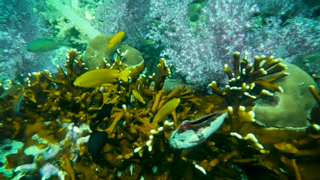 Gelbe-Und-Grüne-Fische-Schwimmen-Gegen-Die-Meeresströmung-In-Der-Nähe-Von-Hart--Und-Weichkorallenriffen