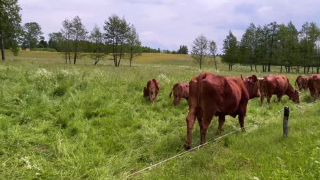Brown-milk-cow-walking-towards-herd-to-eat-green-grass-in-outdoor-farm-in-a-country