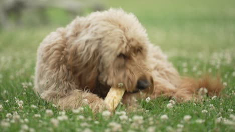 Light-Brown-labradoodle-chewing-on-dog-bone-in-a-grass-field