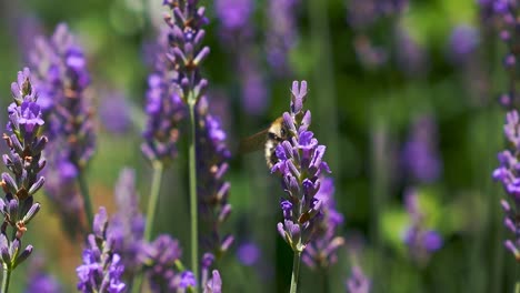 Honigbienenhummel,-Die-Durch-Schöne-Lavendelblütenblumen-Mit-Hintergrundunschärfe-Bokeh-Fliegt