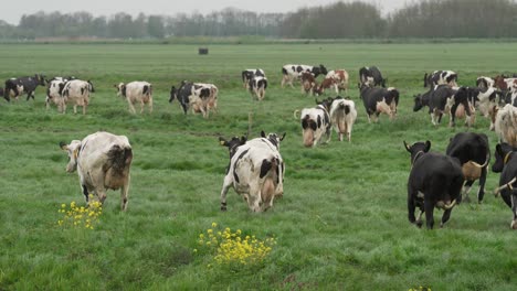 Feliz-Rebaño-De-Vacas-Viendo-Prado-Verde-Por-Primera-Vez-Después-De-Un-Largo-Invierno