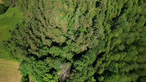 Aerial-Top-Down-View-of-Green-Forest,-Fir-Trees-and-Fertile-Vegetation-in-Woodland,-Countryside-landscape