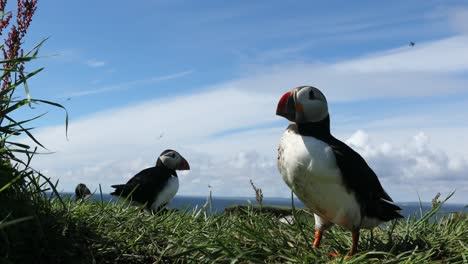 puffin-colony-on-headland,-Treshnish-Islands,-Scotland,-tight-wide