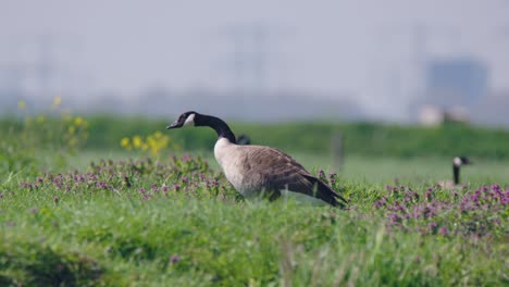 Barnacle-goose,-Branta-leucopsis,-graze-over-a-field,-feeding