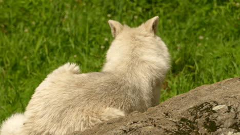 Wild-white-Arctic-wolf-sitting-relaxing-against-fallen-tree-log-in-grassy-field