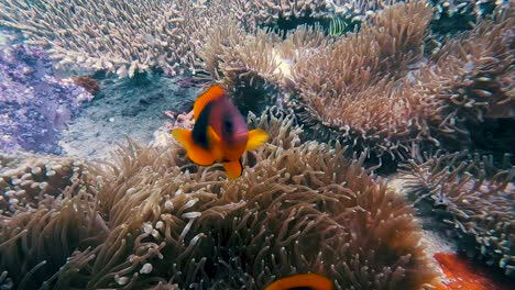 Orange-Schwarze-Tropische-Fische,-Die-Durch-Korallen-Unter-Wasser-Bei-Koh-Lipe-Schwimmen